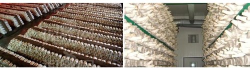 菌菇房加濕機(jī)