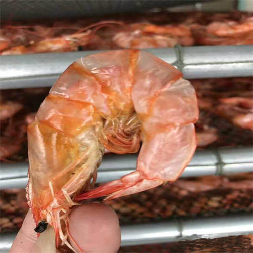 蝦仁蝦米蝦皮烘干機