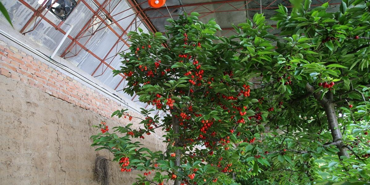 櫻桃大棚除濕機