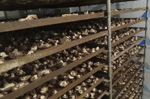 食用菌烘干設備