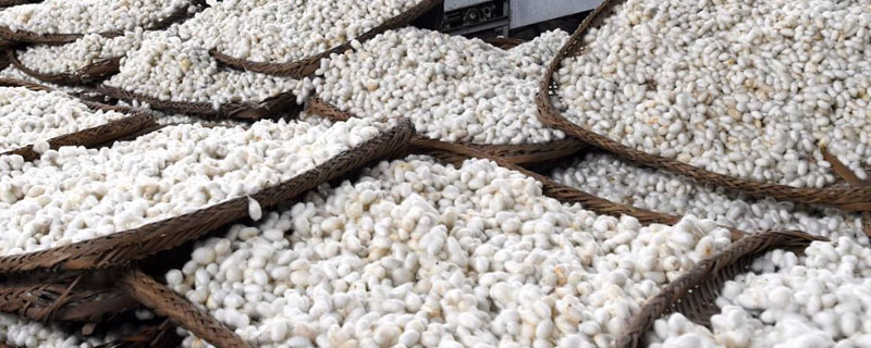 蠶繭如何快速烘干？