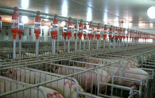 養(yǎng)殖場人員通道如何消毒？